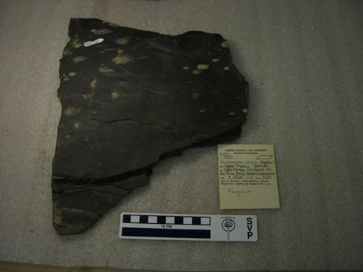 Tanytrachelos ahynis