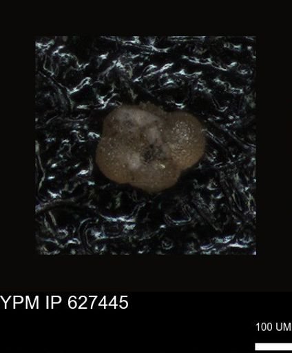 undet. Foraminiferida