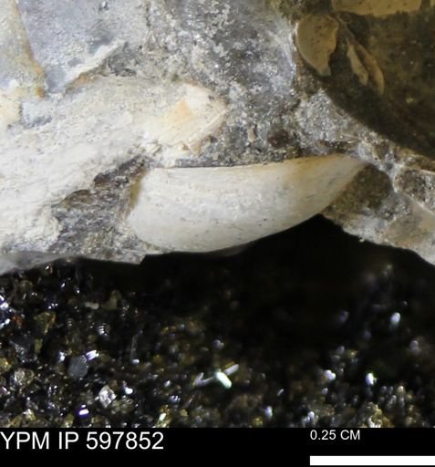 Limopsis striatopunctatus