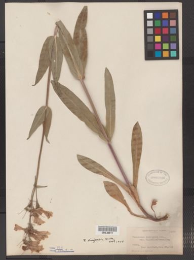 Penstemon digitalis