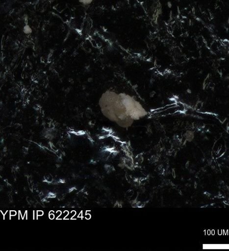 undet. Foraminiferida