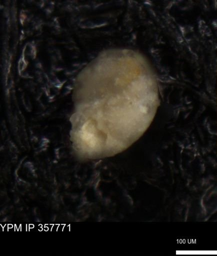 undet. Foraminiferida