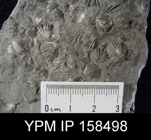 Camarotoechia glacialis