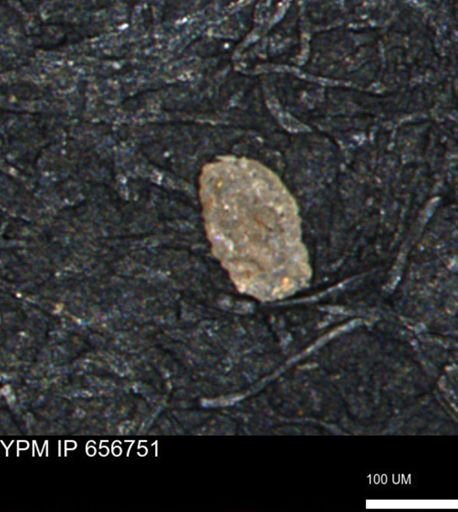 Miliammina manitobensis