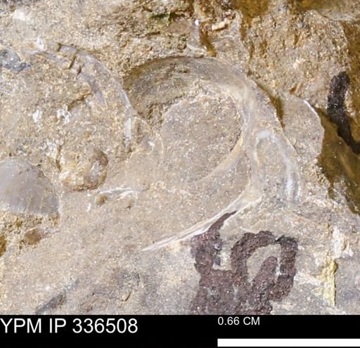 undet. Mollusca