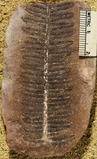 Pecopteris