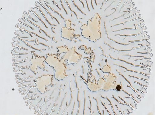 Ercolania fuscata
