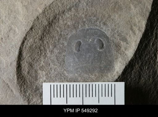 Eurypterus sp.