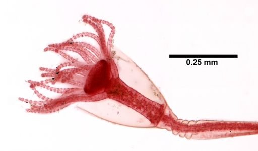 Obelia dichotoma