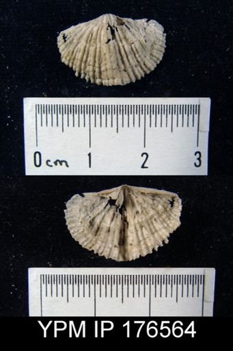 Fasciculatia greenlandicus