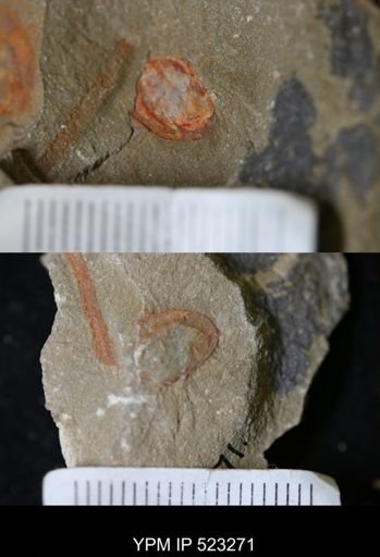 undet. Bivalvia