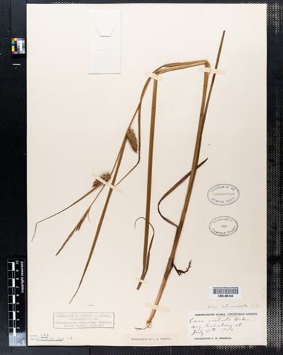 Carex rostrata