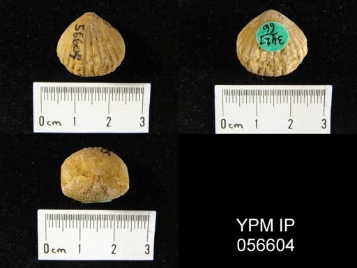 Uncinulus sp.