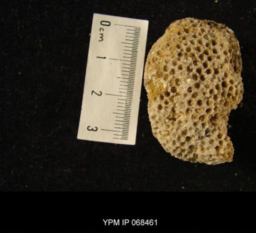 Lyellia cf. thebesensis