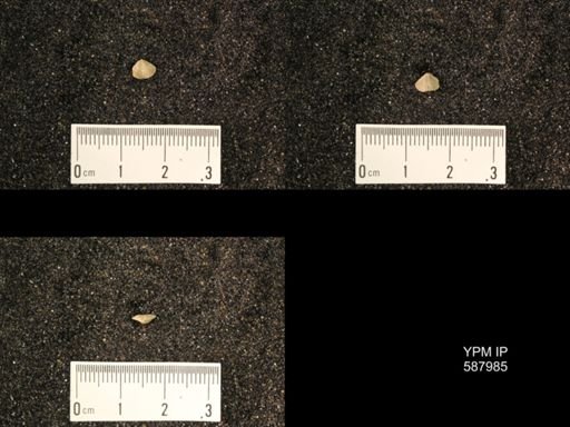 Zygospira modesta
