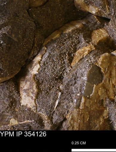 undet. Bivalvia