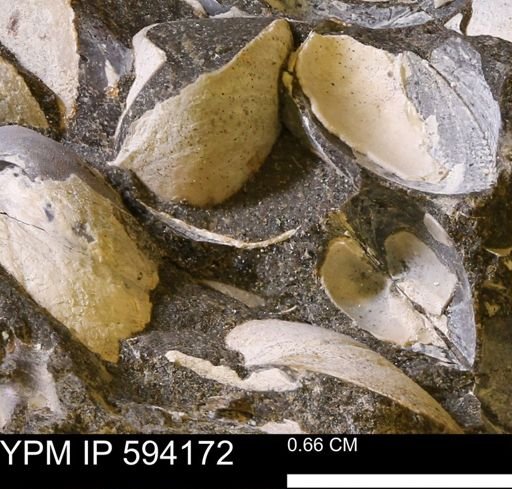 Limopsis? striatopunctatus