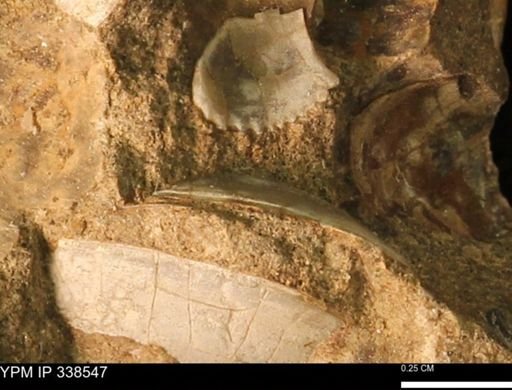 Protocardia subquadrata