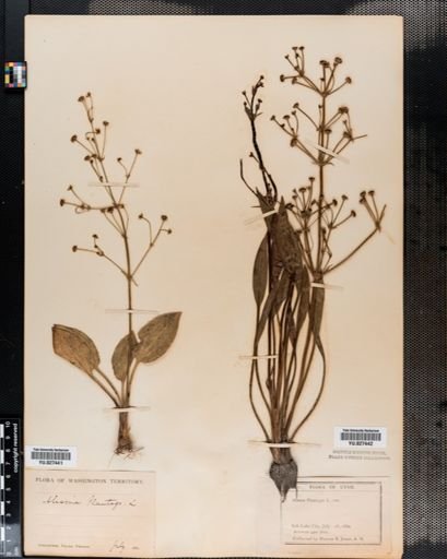 Alisma subcordatum