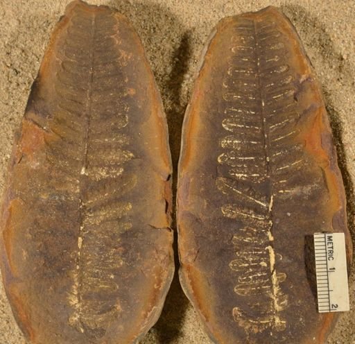 Pecopteris