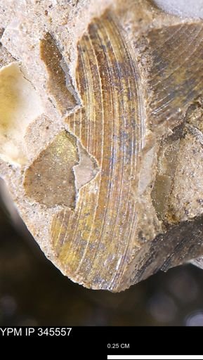 Limopsis striatopunctatus