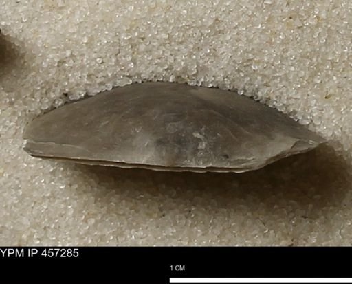 Pholidostrophia iowaensis