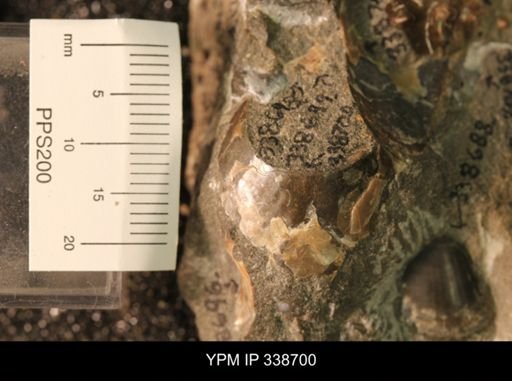 Protocardia subquadrata