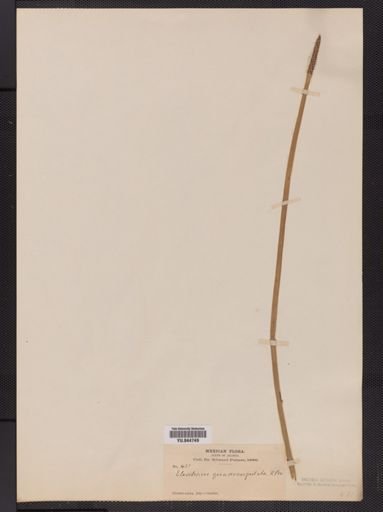Eleocharis quadrangulata