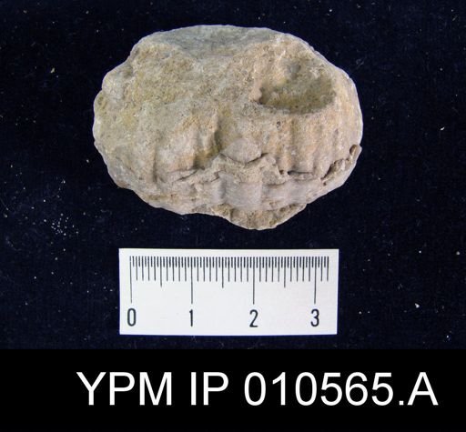 Productus occidentalis
