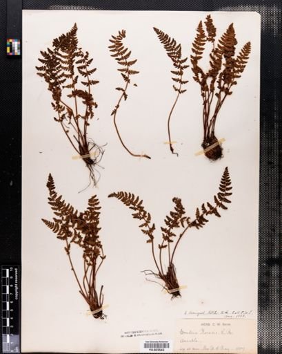 Woodsia ilvensis