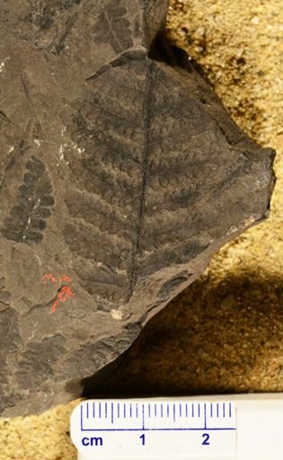 Pecopteris miltoni