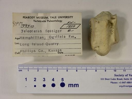 Teleoceras fossiger