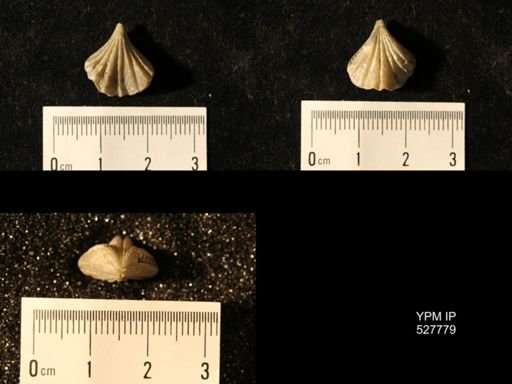 Rhynchotreta cuneata americana