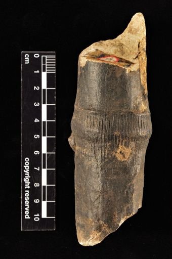Equisetites columnaris