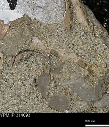 undet. Scaphopoda