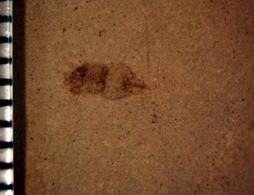 Hemiptera?