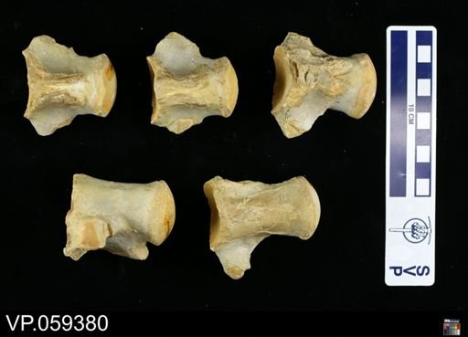 undet. Mosasauridae