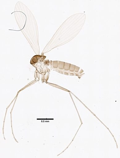 Lutzomyia longiflocosa