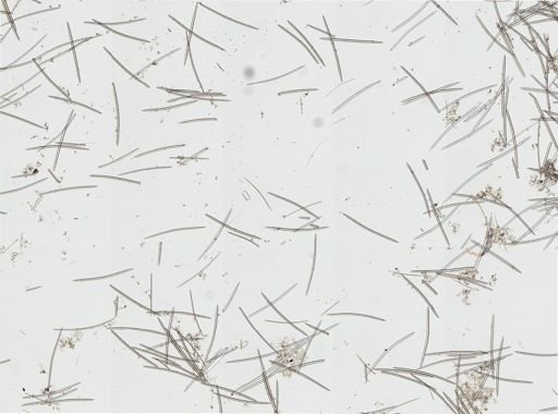 cf. Oceanapia