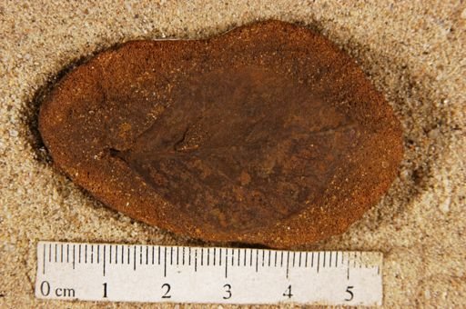 Populus kansaseana