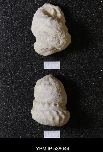 Mariella (Wintonia) bosquensis