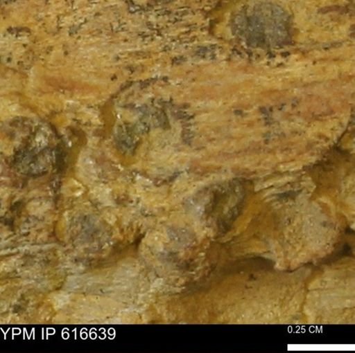 Teredo sp.