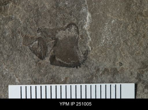 undet. Eurypterida