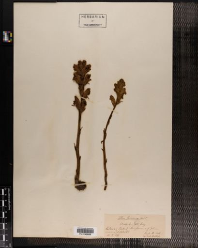 Plantae