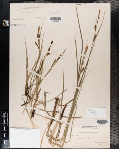 Carex aquatilis