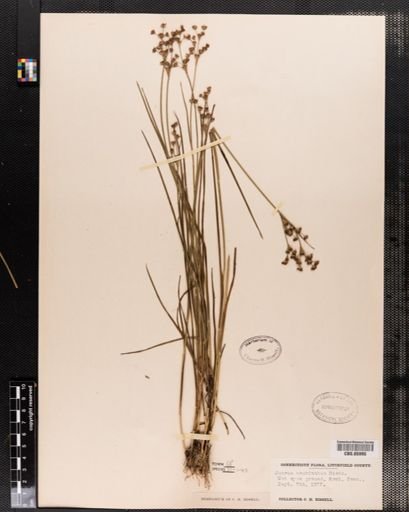 Juncus
