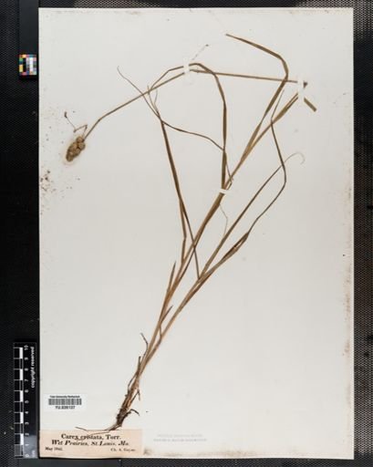 Carex