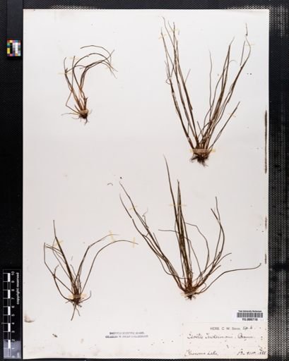 Isoetes tuckermanii