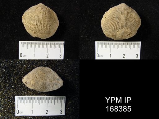Atrypa reticularis