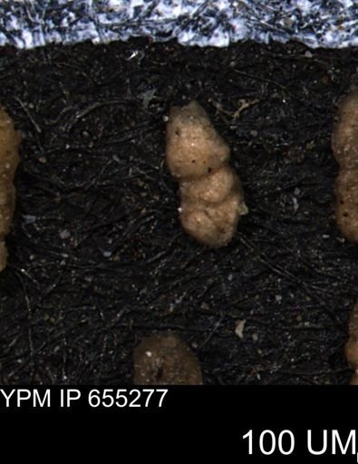Ammobaculites euides